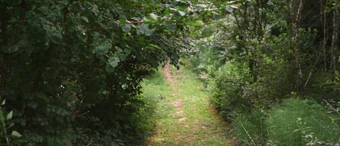 Rezerwat przyrody w Gdańsku - jak go poznać i co zobaczyć