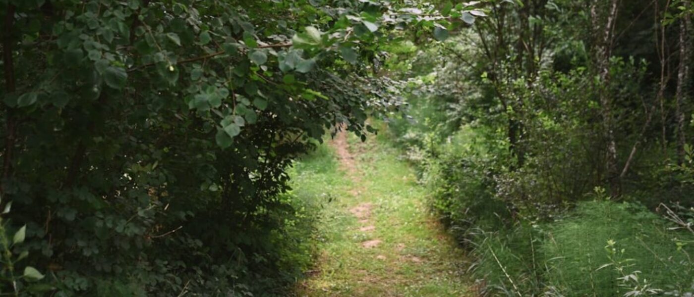 Rezerwat przyrody w Gdańsku - jak go poznać i co zobaczyć