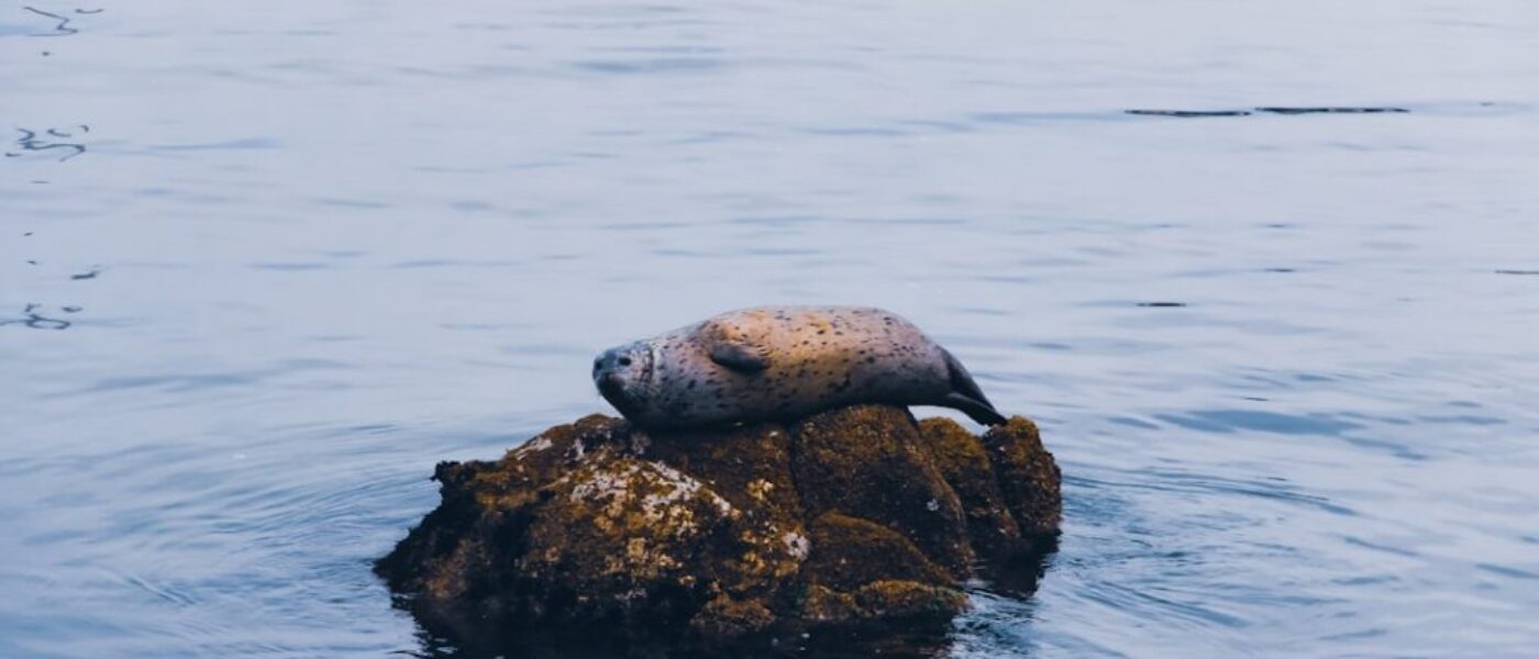 Co warto wiedzieć o fokarium na Helu - bilety i godziny otwarcia