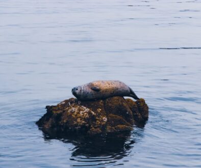 Co warto wiedzieć o fokarium na Helu - bilety i godziny otwarcia