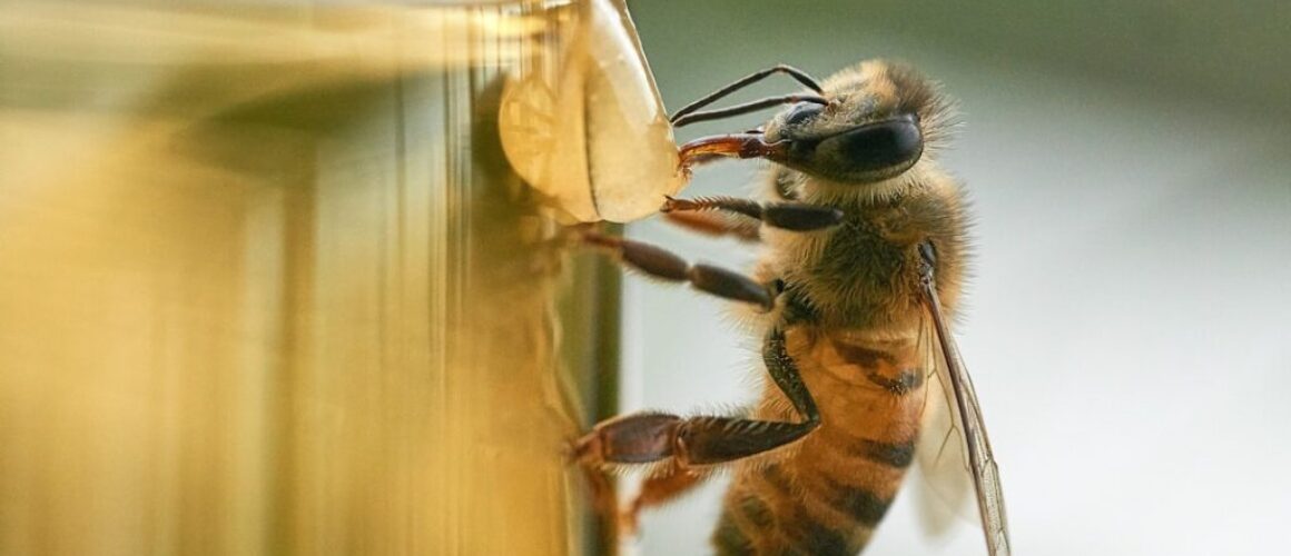 Mleko z miodem i czosnkiem - naturalne sposoby na jesienne przeziębienie