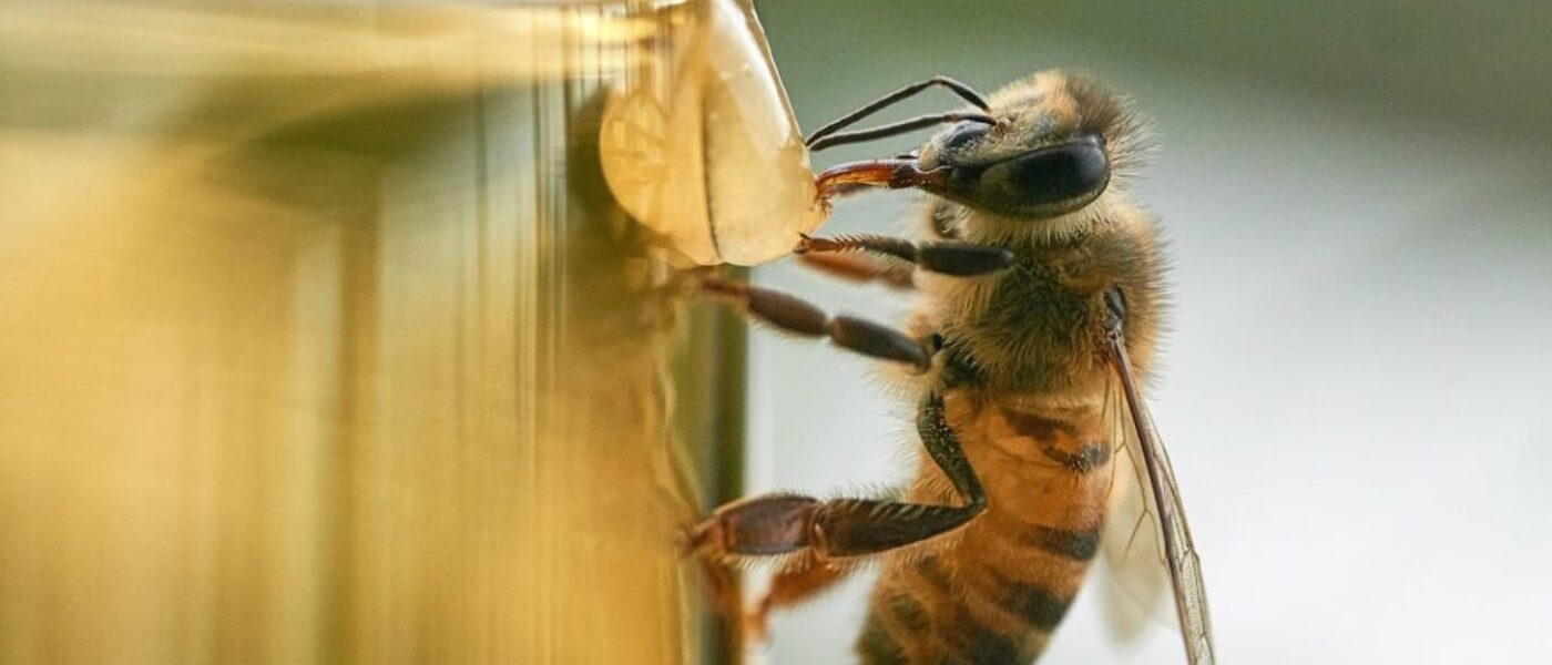 Mleko z miodem i czosnkiem - naturalne sposoby na jesienne przeziębienie